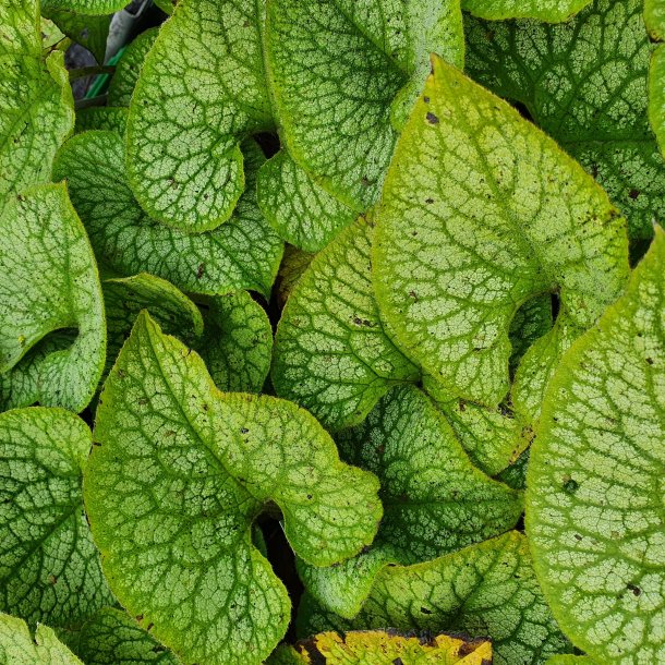 Brunnera macrophylla 'Jack of Diamonds'. <br/>Krmindesster