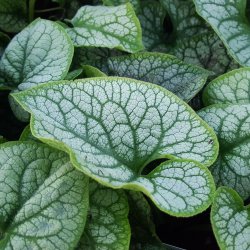Brunnera macrophylla 'Mister Morse'.<br/>Krmindesster