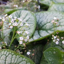 Brunnera macrophylla 'Mister Morse'.<br/>Krmindesster