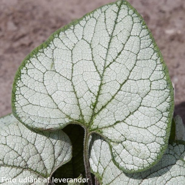 Brunnera macrophylla 'Sea Heart'.<br/>Krmindesster