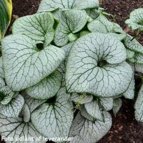 Brunnera macrophylla 'Sterling Silver'.<br/>Krmindesster