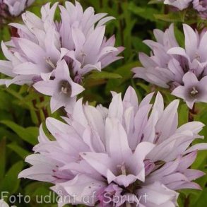 Campanula glomerata 'Emerald'. <br/>N�gleklokke