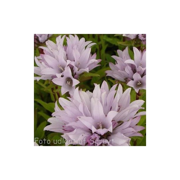 Campanula glomerata 'Emerald'. <br/>N�gleklokke