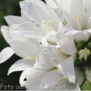 Campanula glomerata var. alba. <br/>N�gleklokke
