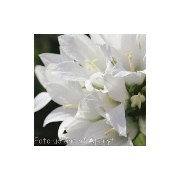 Campanula glomerata var. alba. <br/>N�gleklokke