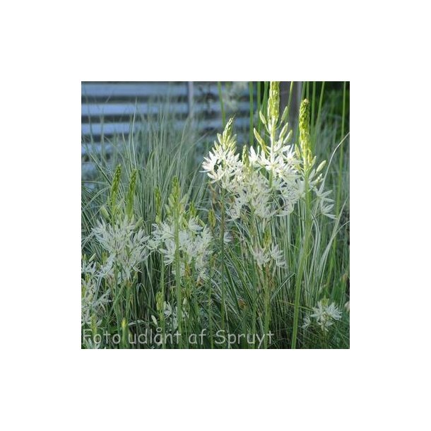 Camassia leichtlinii 'Alba'. <br/>Prrielilje