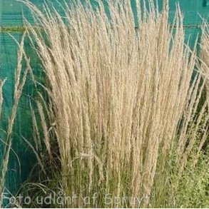 Calamagrostis x acutiflora 'Overdam'. <br/>Sandrrhvene
