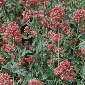 Centranthus ruber var. coccineus. <br/>Sporebaldrian