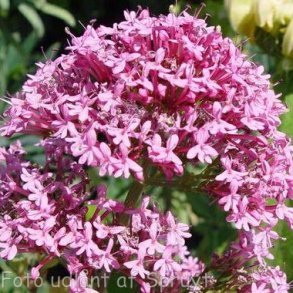 Centranthus ruber 'Roseus'. <br/>Sporebaldrian