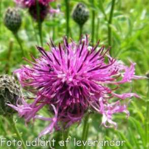 Centaurea scabiosa. <br/>Stor knopurt