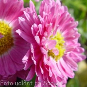 Chrysanthemum 'Corinna'. <br/>Krysantemum
