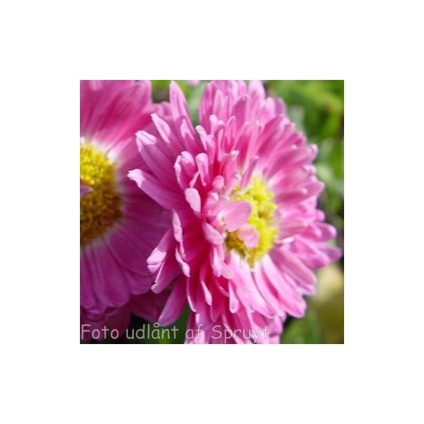 Chrysanthemum 'Corinna'. <br/>Krysantemum