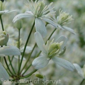 Clematis recta. <br/>Staudeklematis