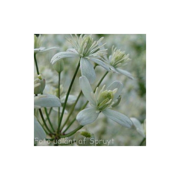 Clematis recta. <br/>Staudeklematis