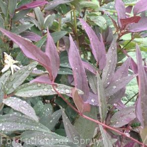 Clematis recta 'Straight Purple'. <br/>Staudeklematis