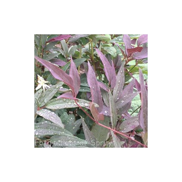 Clematis recta 'Straight Purple'. <br/>Staudeklematis