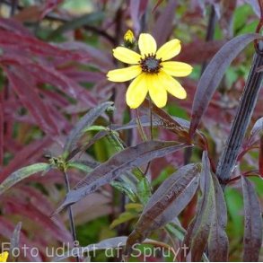 Coreopsis tripteris 'Red November'.<br/> Sk�nheds�je