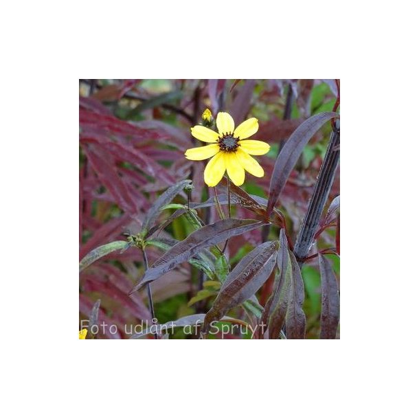 Coreopsis tripteris 'Red November'.<br/> Sk�nheds�je