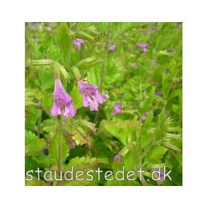 Clinopodium grandiflorum. <br/>Rosenmynte