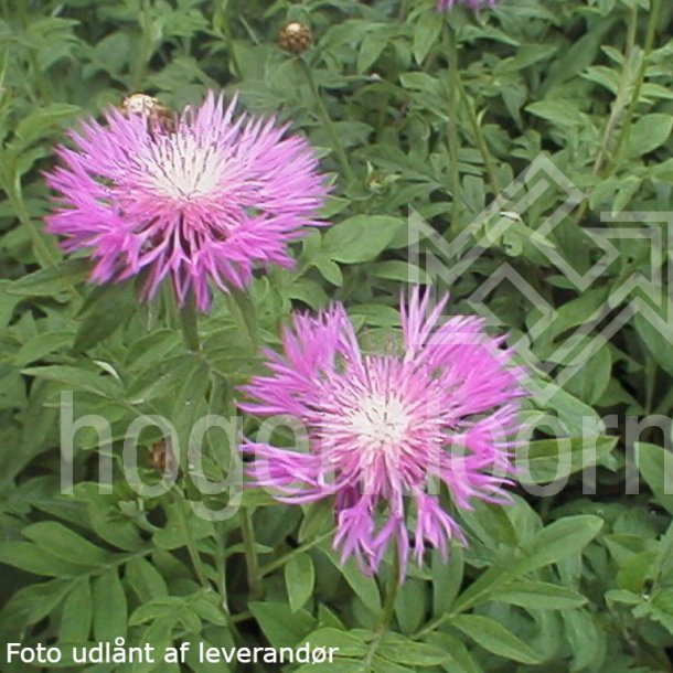 Centaurea dealbata. <br/>Knopurt