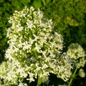 Centranthus ruber 'Albus'. <br/>Sporebaldrian