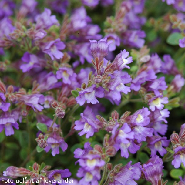 Chaenorhinum origanifolium 'Blue Dream'. <br/>Torskemund