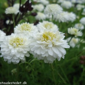 Chamaemelum nobile 'Ligulosum'. <br/>Romersk kamille