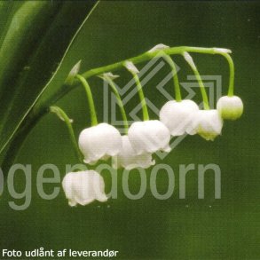 Convallaria majalis. <br/>Liljekonval