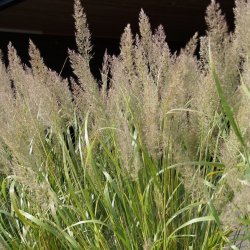Calamagrostis brachytricha. <br/>Koreansk sandrrhvene