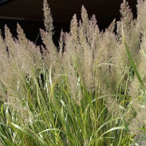 Calamagrostis brachytricha. <br/>Koreansk sandrrhvene