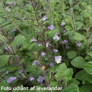 Clinopodium nepeta 'Marvelette Blue'. <br/>Bjergmynte