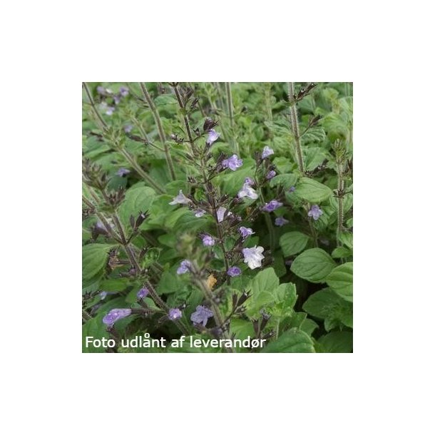 Clinopodium nepeta 'Marvelette Blue'. <br/>Bjergmynte