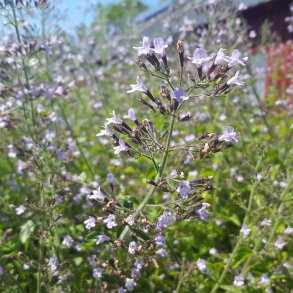 Clinopodium nepeta 'Blue Cloud'. <br/>Bjergmynte