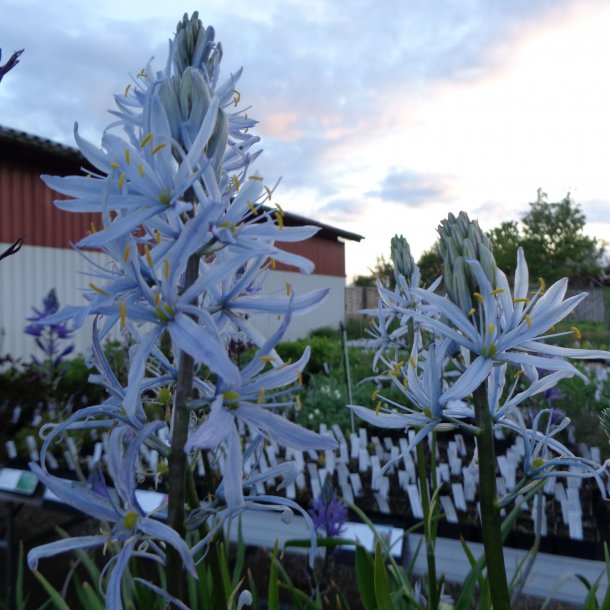 Camassia cusickii. <br/>Prrielilje