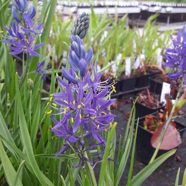 Camassia quamash. <br/>Prrielilje