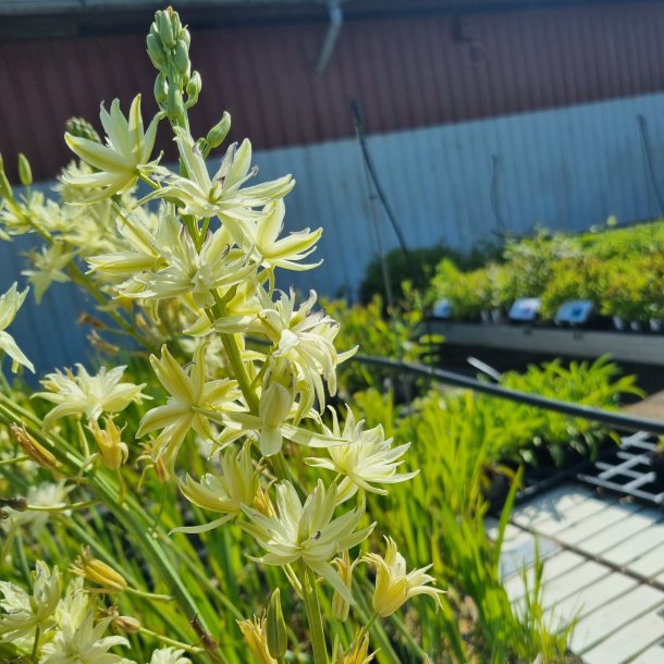 Camassia leichtlinii 'Semiplena'. <br/>Prrielilje