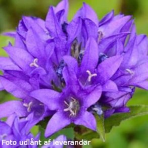 Campanula glomerata 'Acaulis'. <br/>N�gleklokke