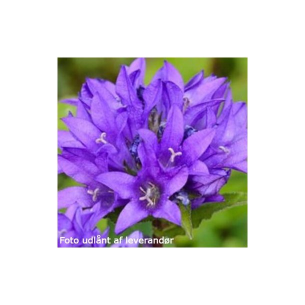 Campanula glomerata 'Acaulis'. <br/>N�gleklokke