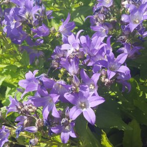 Campanula lactiflora 'Border Blues'. <br/>M�lkeklokke