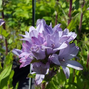 Campanula glomerata 'Caroline'. <br/>N�gleklokke