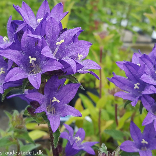 Campanula glomerata 'Joan Elliott'. <br/>Ngleklokke