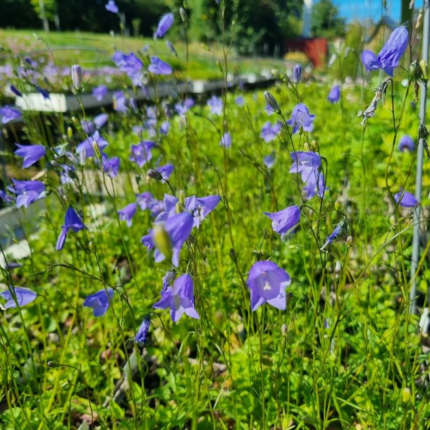 Campanula rotundifolia. <br/>Liden klokke.