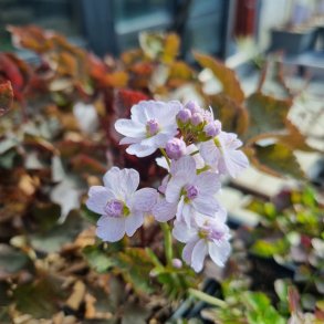 Cardamine pratensis. <br/>Engkarse
