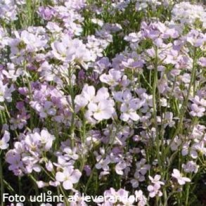 Cardamine pratensis. <br/>Engkarse