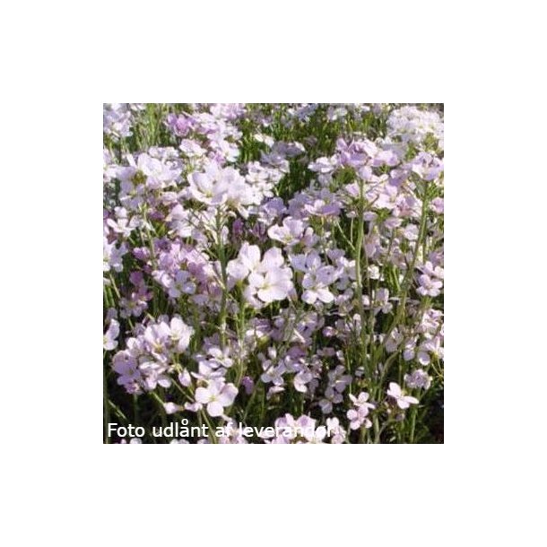 Cardamine pratensis. <br/>Engkarse
