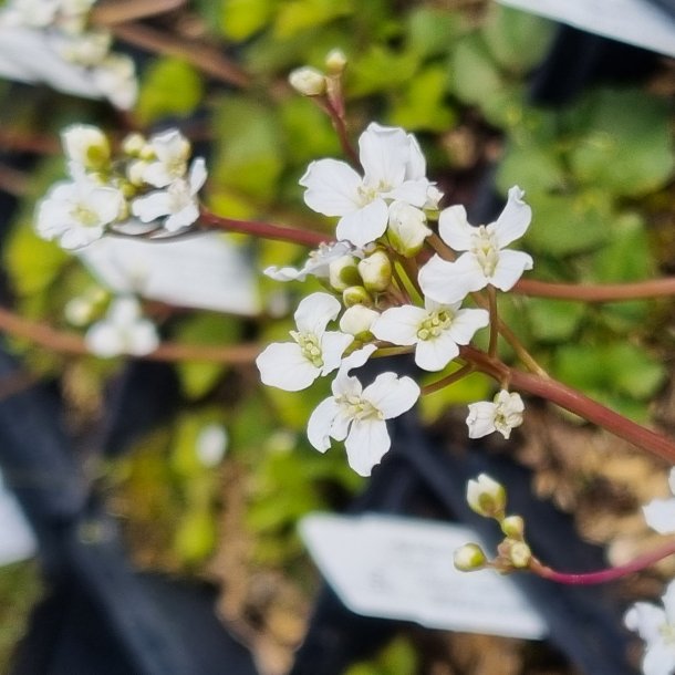 Cardamine trifolia. <br/>Klverspringklap