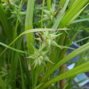Carex grayi. <br/>Morgenstjernegr�s
