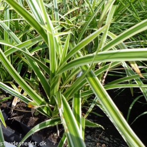 Carex 'Ice Dance'. <br/>Star
