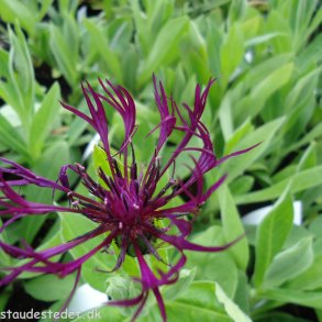 Centaurea montana 'Amethyst Dream'. <br/>Bjergknopurt