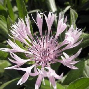 Centaurea montana 'Carnea'. <br/>Bjergknopurt